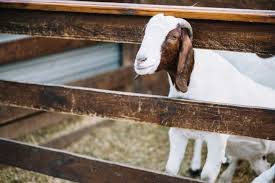 Hukum Qurban untuk Orang yang Meninggal Dunia: Panduan Lengkap & Penjelasannya